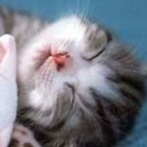 as miehan profile icon