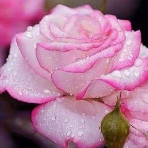 Ummu Rifaie profile icon