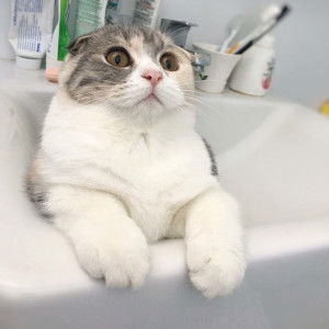 Pimolnut profile icon