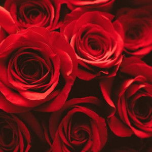 fahrunnisa profile icon