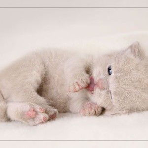 Moettyara Alma Mediina profile icon