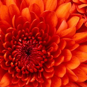 Adinda Ayu profile icon