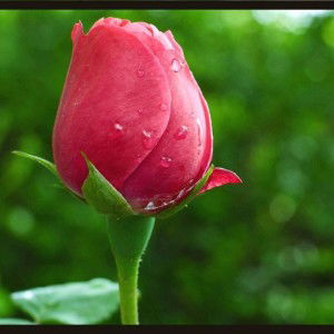 Fitriyah profile icon