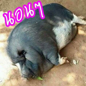 สุกัญญา สวายนารายบุรินทร์ profile icon