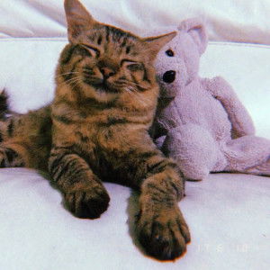 Che Teyn profile icon