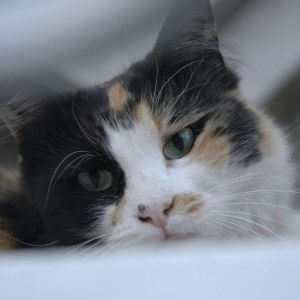 Salsabila Yunis profile icon