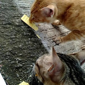 Yuhani Rusminih profile icon