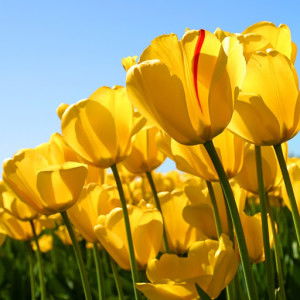 reny dwi profile icon