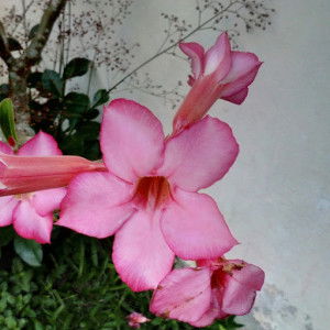 Rosanti profile icon