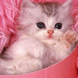 novia angraini profile icon