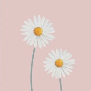 Nea Wardani Permata Sari profile icon