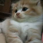 desvira devira profile icon