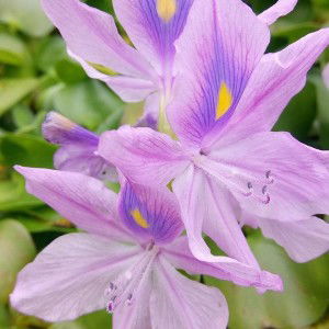 Rafiqa Hafni profile icon