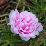 Indah Nurul Fajriyah profile icon