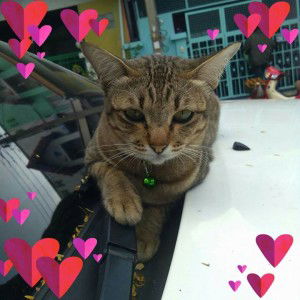 Nu Aoy Taladtak profile icon