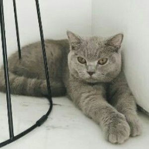 Diah Ayu Oky profile icon