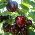 Wasana Piioay profile icon