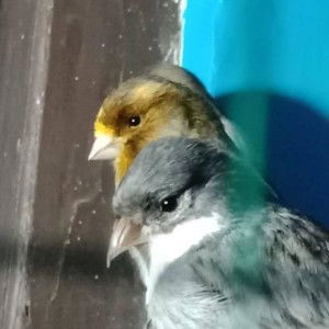 Jecky Af Af profile icon