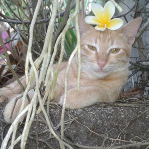 Dewi Islamianita profile icon