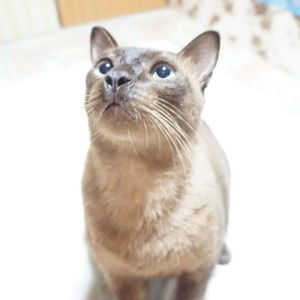 Phakvipa Phak profile icon