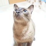 Phakvipa Phak profile icon