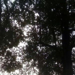 Siti Hajar profile icon