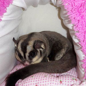 นู๋แป้ง แม่ปังปอน profile icon