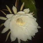 Vhey Ratna profile icon