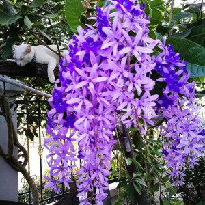 น้องณธาม รักแม่จ๋า profile icon