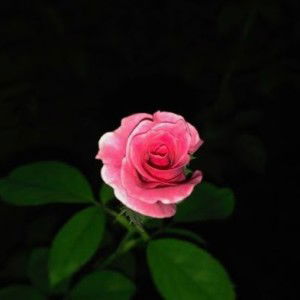 Lydia Wati profile icon