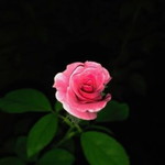 Lydia Wati profile icon