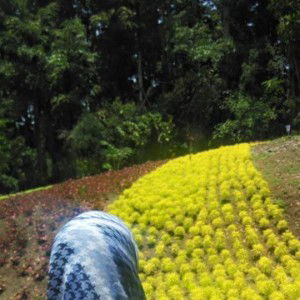 Setyani Mayyang Purwaningrum profile icon