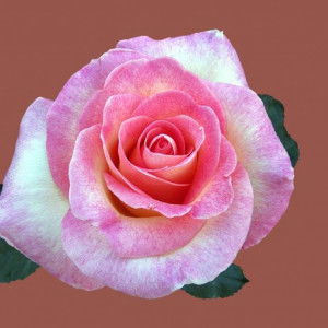 KlipBan Judhai !! profile icon