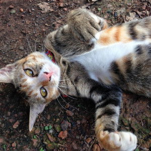 Sasiporn Suwanngam profile icon