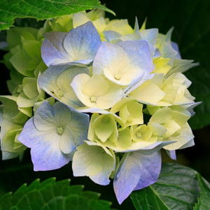 iffah jamil profile icon