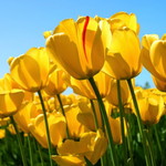 Yohana Anita profile icon