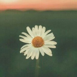 firda agustina profile icon