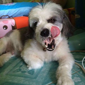 ฉันรักแล้ว เธออย่าเลว profile icon