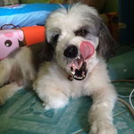 ฉันรักแล้ว เธออย่าเลว profile icon