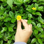 Septi Ayu Ambarsari profile icon