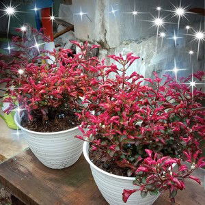 Erni Maharani profile icon