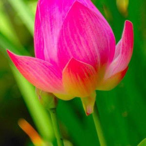 IhaSiroja Siti Roihatul Jannah profile icon