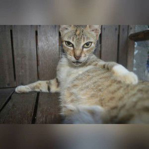 Gabroel Chabita profile icon