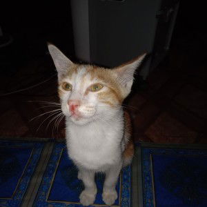 MilaAnik Hapsoro profile icon