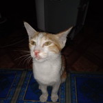 MilaAnik Hapsoro profile icon