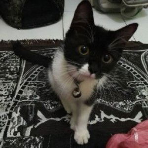 anggun aida profile icon