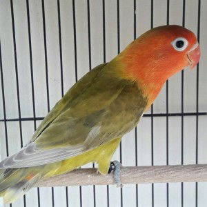 D'by Ar profile icon