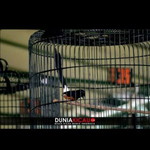 G.t. MAngku DihArjo profile icon