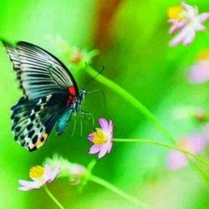 thie miswaty profile icon