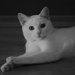 Lanny Harjani profile icon